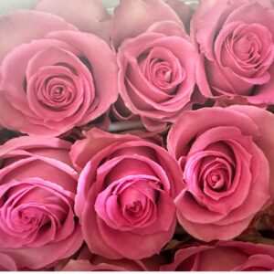 Rosa sweet unique