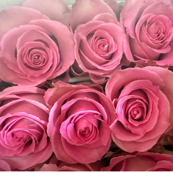 Rosa sweet unique