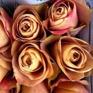 Rosa symbol