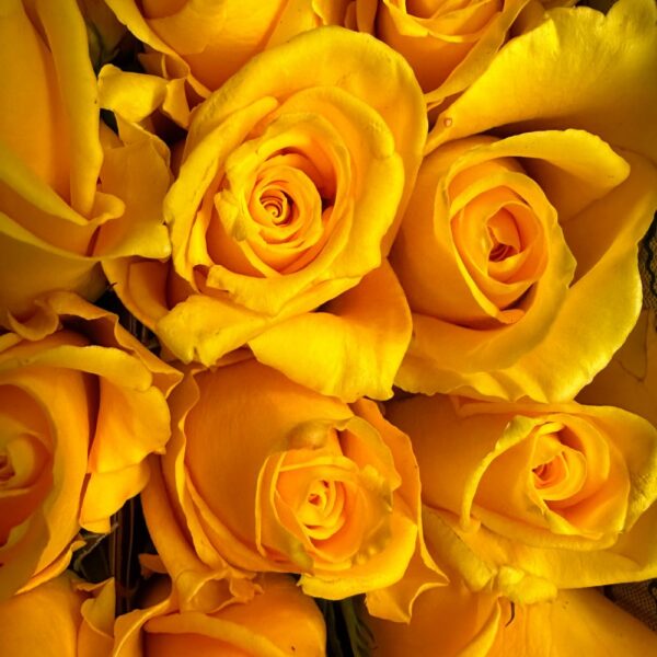Rosa texas