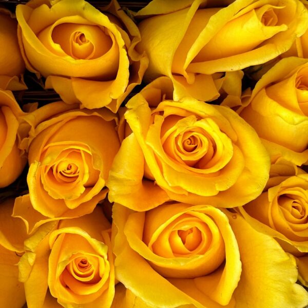 Rosa texas - immagine 3