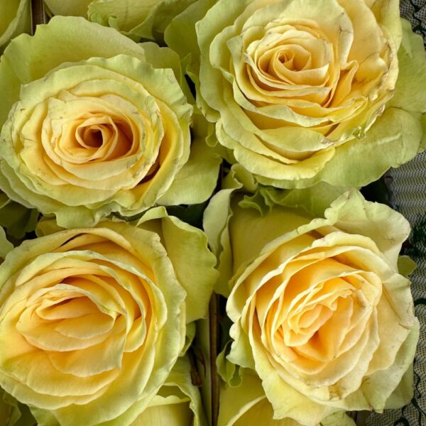 Rosa toscana