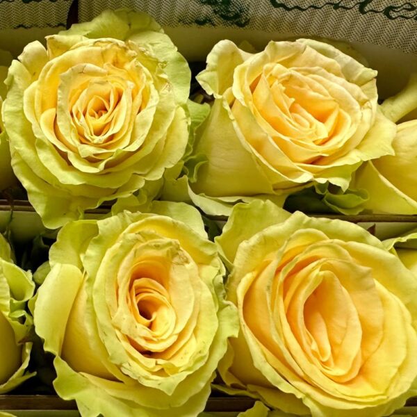 Rosa toscana - immagine 3