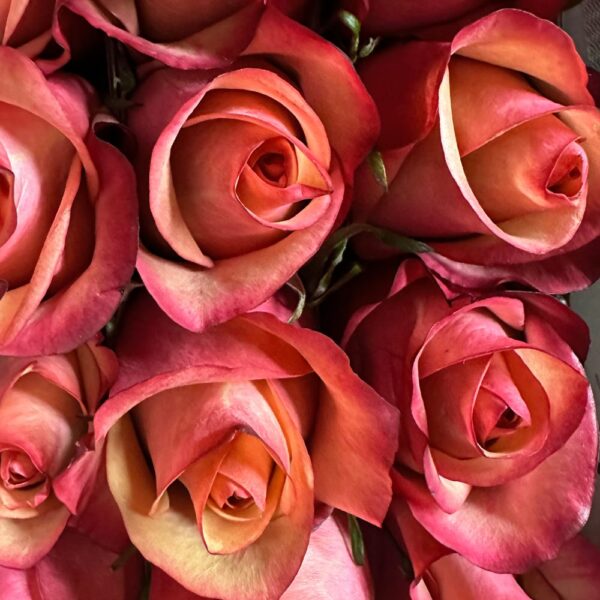 Rosa vintage - immagine 3