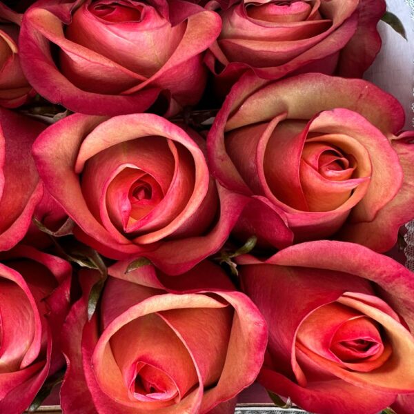 Rosa vintage - immagine 2