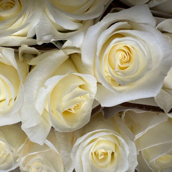 Rosa white choccolate-sel