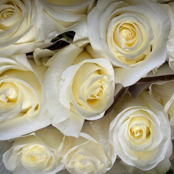 Rosa white choccolate-sel - immagine 2