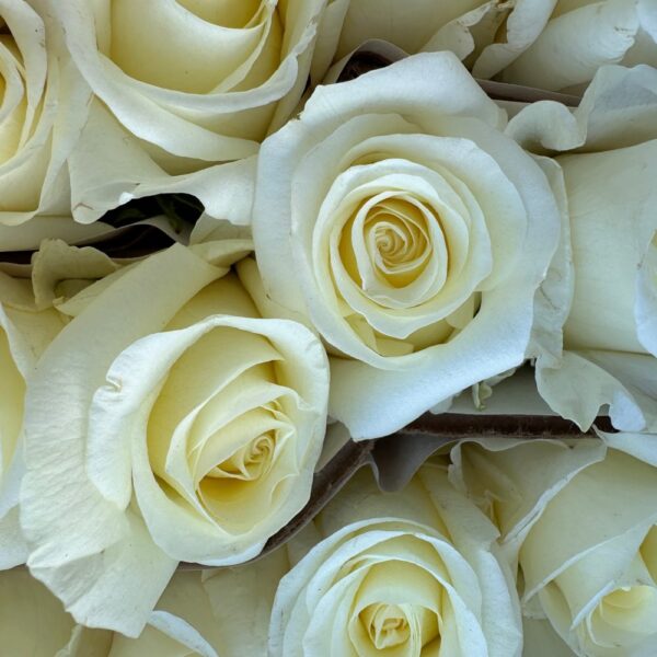 Rosa white choccolate-sel - immagine 3