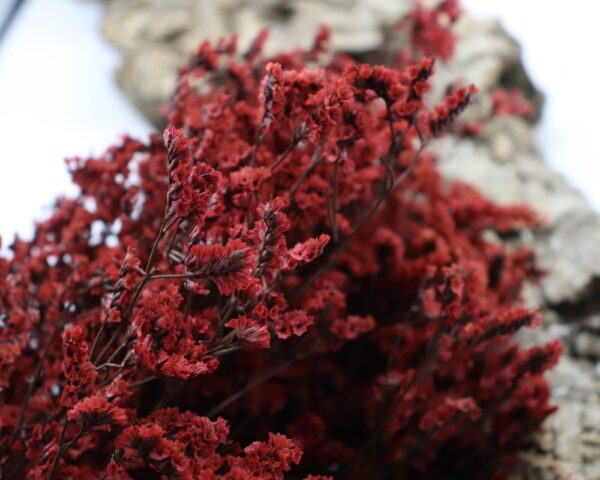 Caspia bordeaux - immagine 2