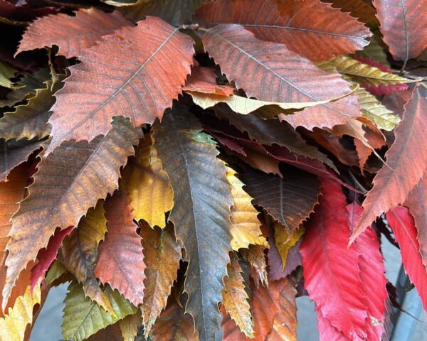 Castagno autunnale - immagine 3