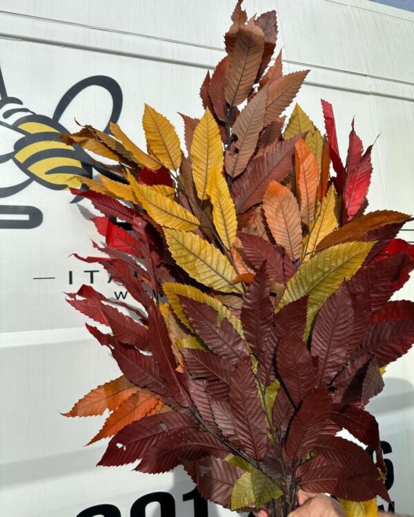 Castagno autunnale - immagine 5