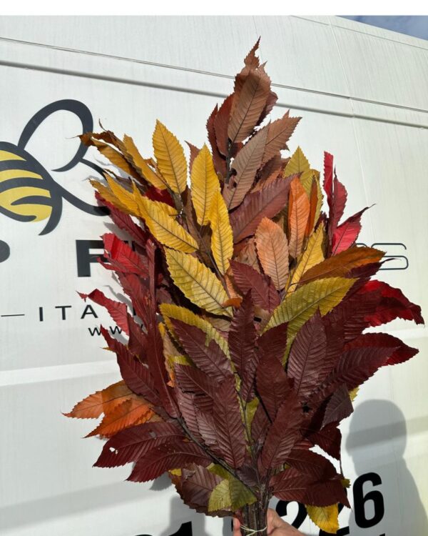 Castagno autunnale - immagine 4