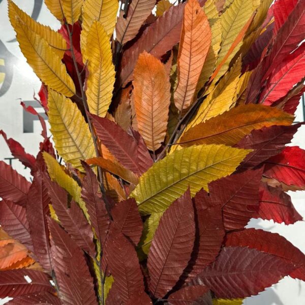 Castagno autunnale - immagine 2