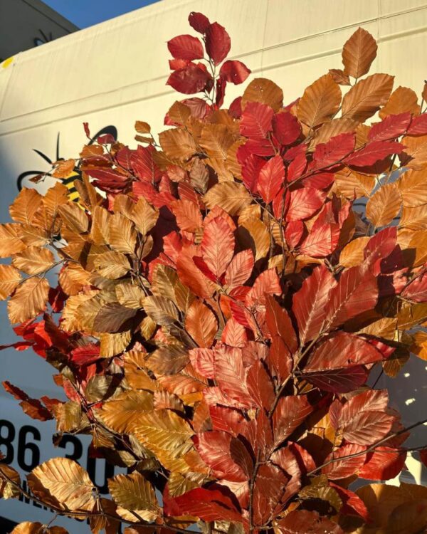 Copper beech Fall - Image 3