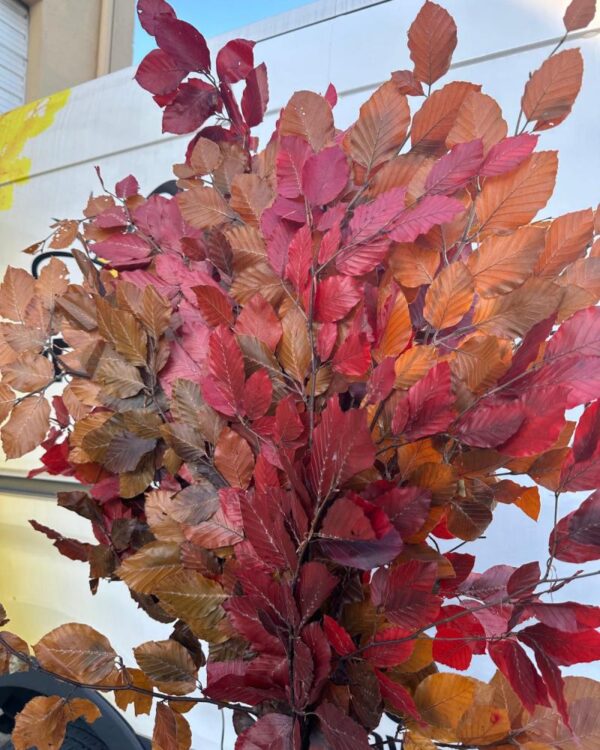 Copper beech Fall - Image 2