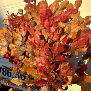 Copper beech Fall