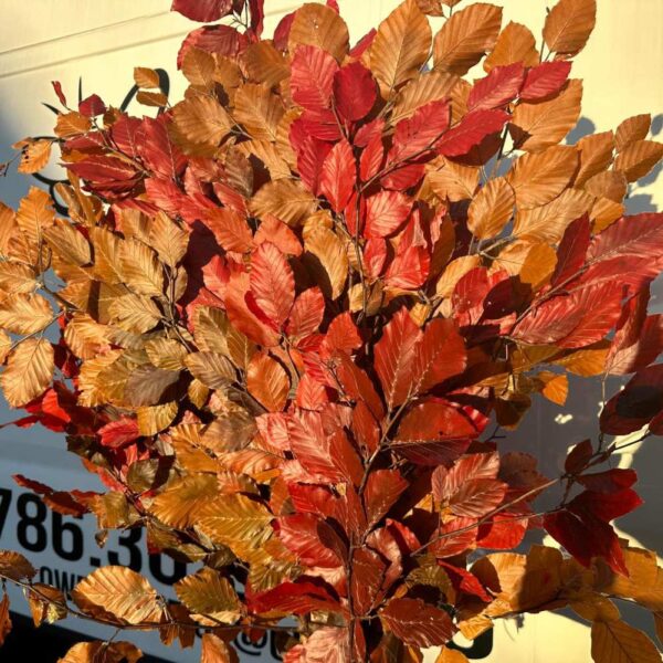 Copper beech Fall