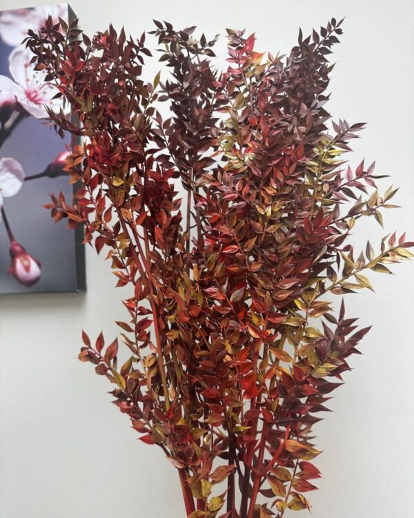 Ruscus Italiano autunnale - immagine 2