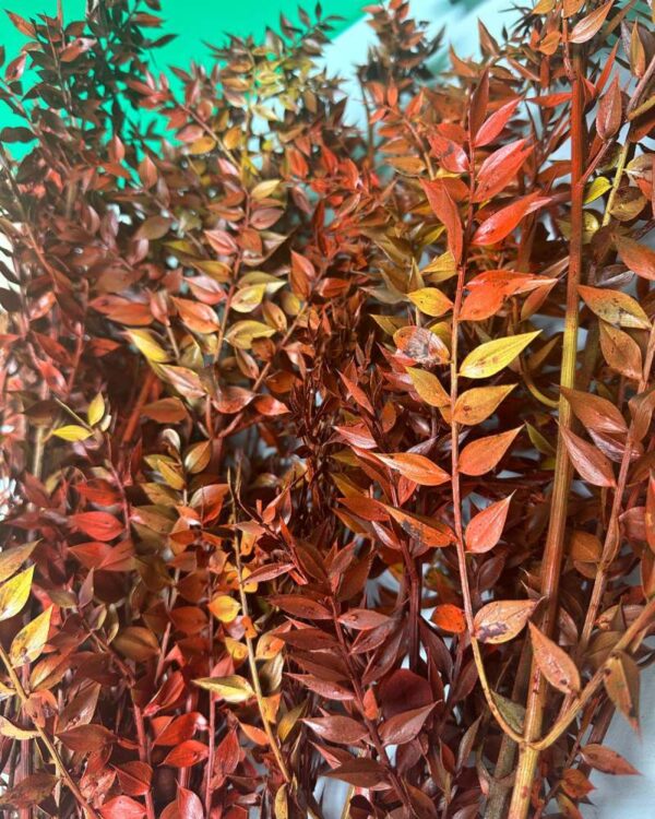 Ruscus Italiano autunnale - immagine 3