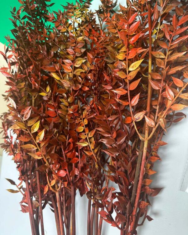Ruscus Italiano autunnale - immagine 4