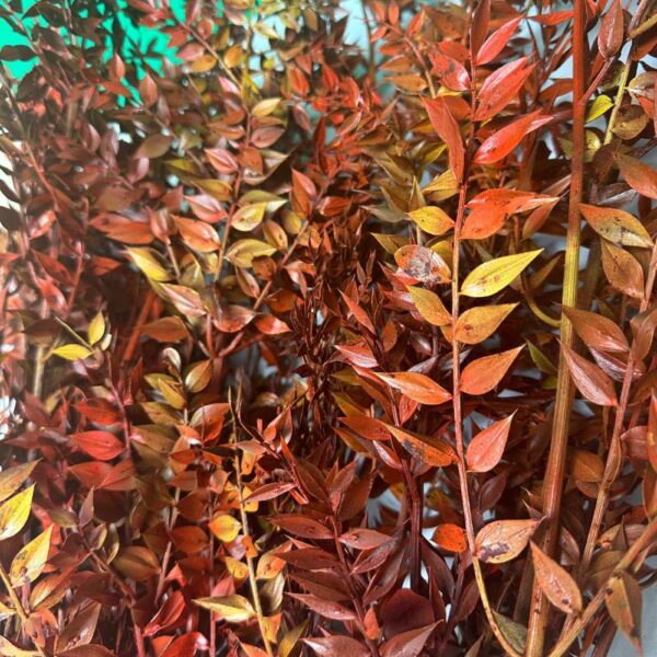 Ruscus Italiano autunnale - immagine 5