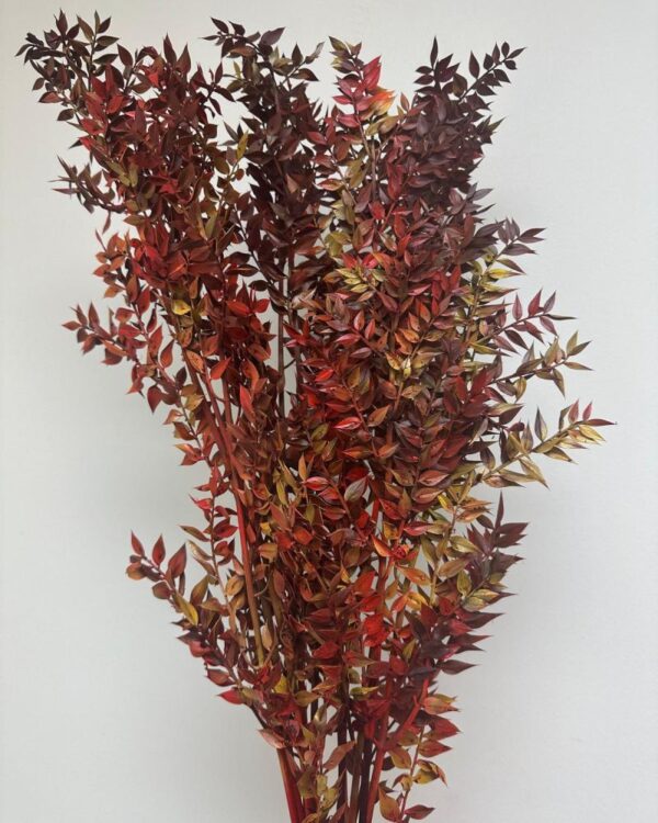 Ruscus Italiano autunnale - immagine 6