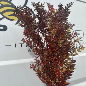 Ruscus Italiano autunnale
