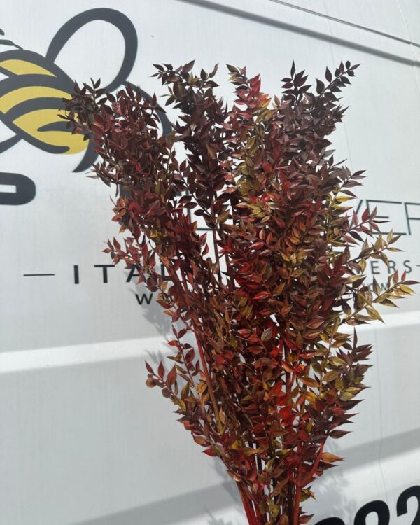 Ruscus Italiano autunnale