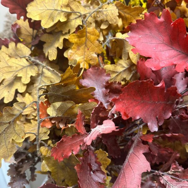 Quercia autunnale
