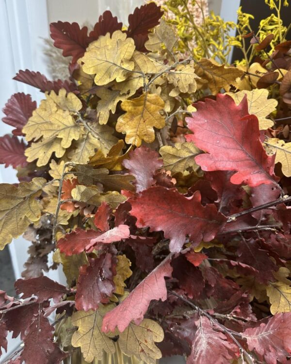 Quercia autunnale - immagine 2