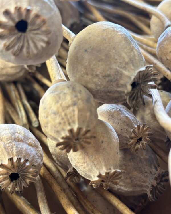 Baccelli del papavero piccolo naturale - immagine 3