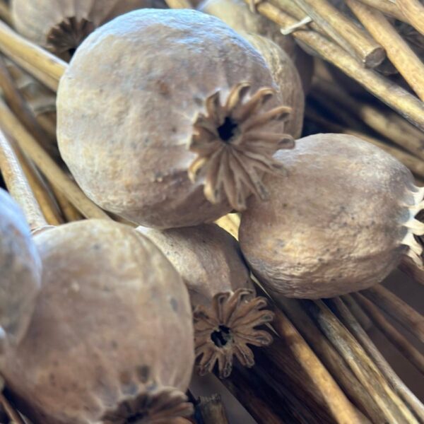 Baccelli del papavero piccolo naturale