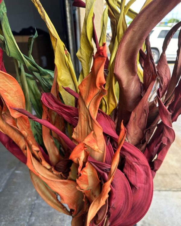 Strelitzia autunnale - immagine 4
