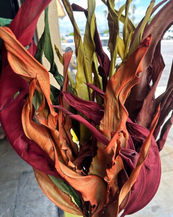 Strelitzia autunnale - immagine 2