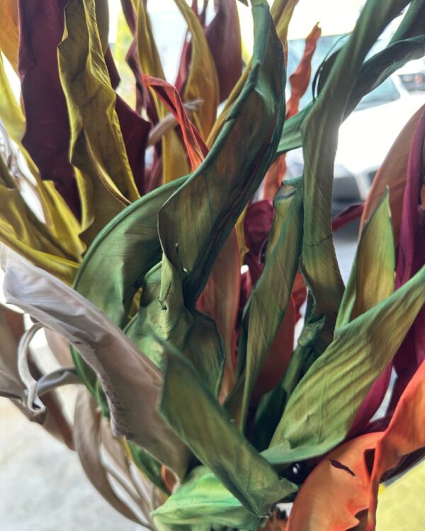 Strelitzia autunnale - immagine 3