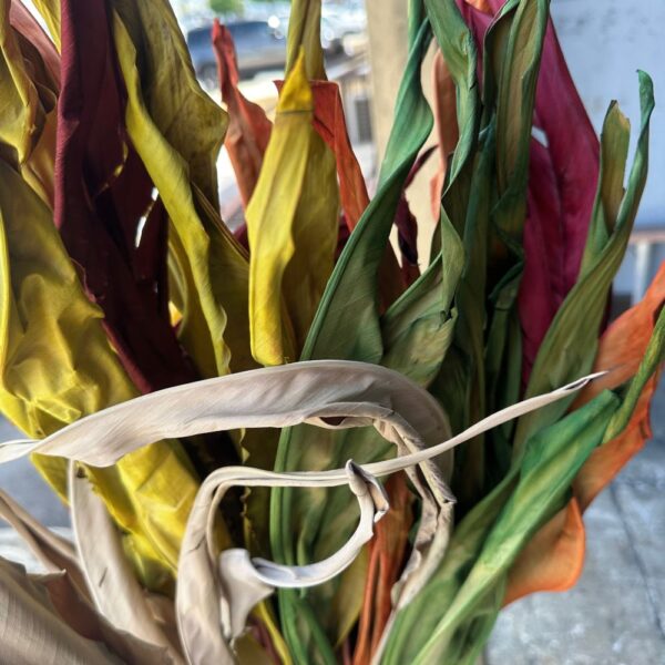 Strelitzia autunnale