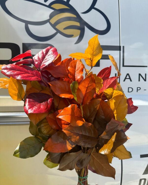 Salal autunnale - immagine 3