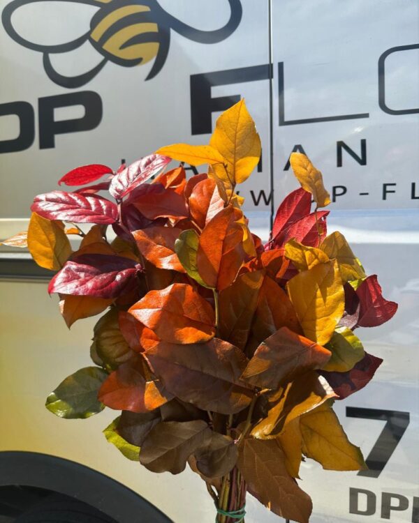 Salal autunnale - immagine 2