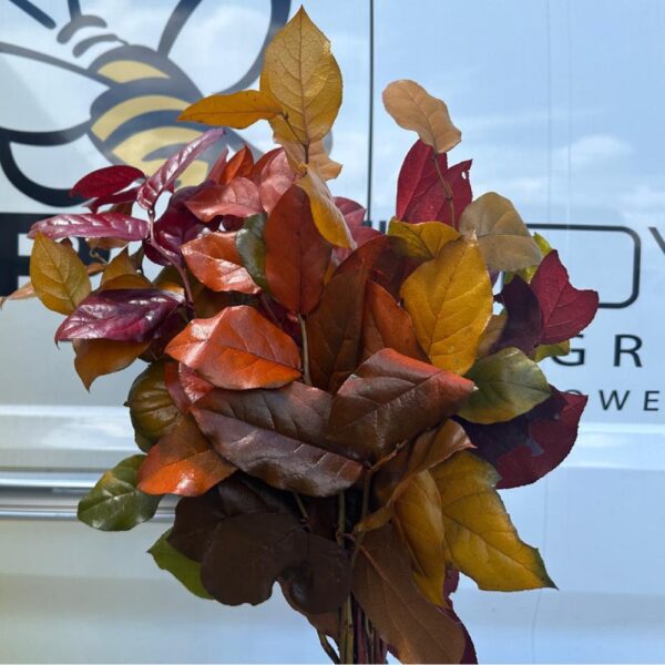 Salal autunnale