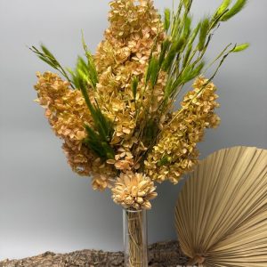 Hydrangea (ortensia) greenrose