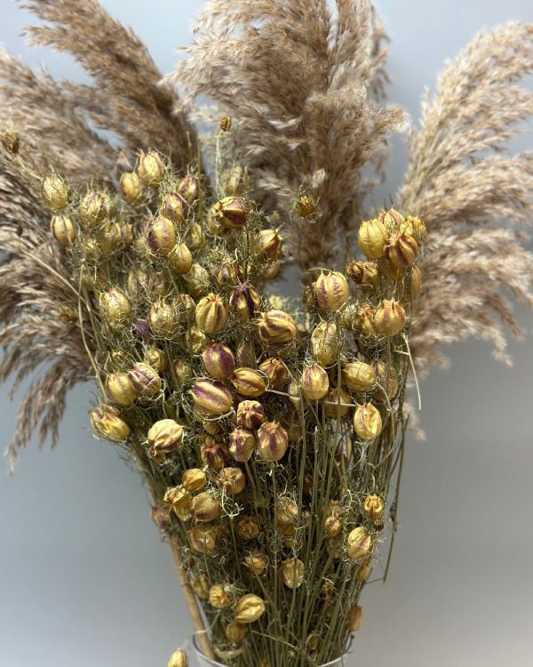 Nigella Damascena verde - immagine 2