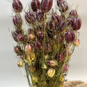 Nigella Damascena viola