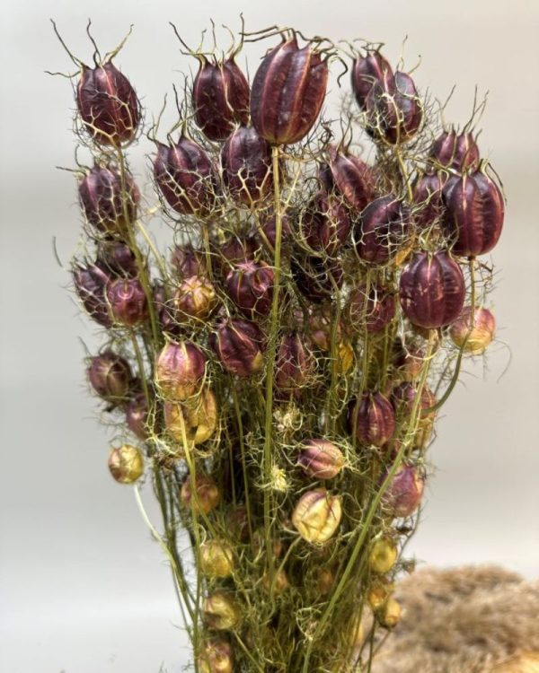 Nigella Damascena viola