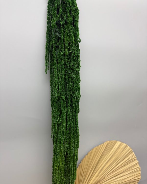 Amaranto verde - immagine 4