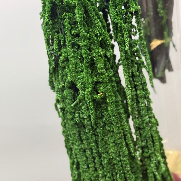 Amaranto verde - immagine 3