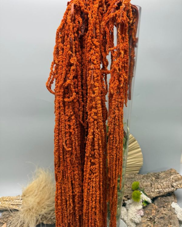 Amaranto arancione