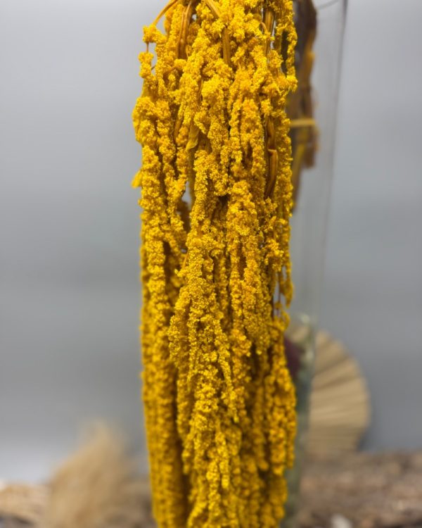Amaranto giallo - immagine 2