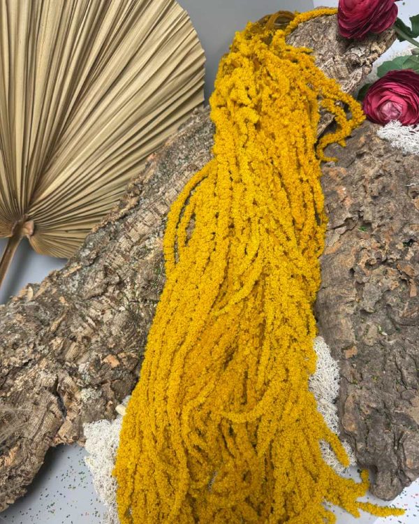 Amaranto giallo