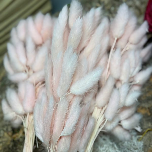 Lagurus Ovatus rosa chiaro - immagine 2