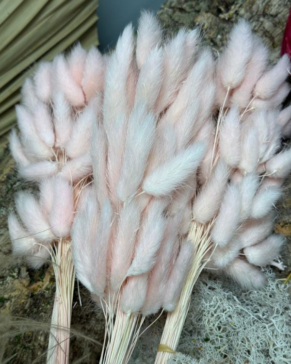 Lagurus Ovatus rosa chiaro - immagine 4